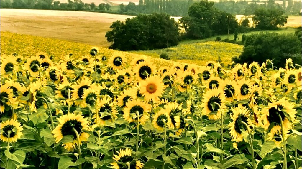 An Individual amongst a field of Minions